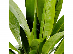 Collection Plant Vol 465 - Blender Model Modèle 3D