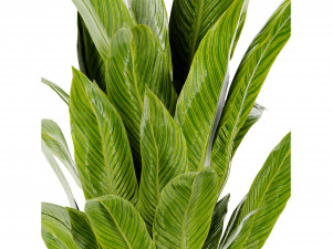 Collection Plant Vol 465 - Blender Model Modèle 3D