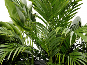 Collection Plant Vol 473 - Blender Model 3D Model