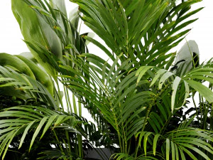 Collection Plant Vol 473 - Blender Model 3D Model