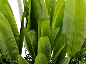 Collection Plant Vol 473 - Blender Model 3D Model