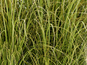 Collection Plant Vol 478 - Blender Model Modelo 3D