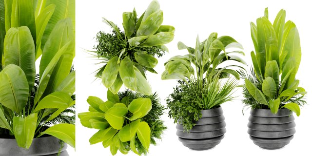 Collection Plant Vol 480 - Blender Model 3D Model .c4d .max .obj .3ds .fbx .stl .blend 