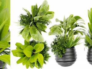 Collection Plant Vol 480 - Blender Model Model 3D