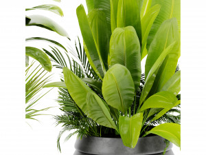 Collection Plant Vol 480 - Blender Model 3D Model