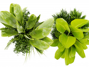 Collection Plant Vol 480 - Blender Model 3D Model