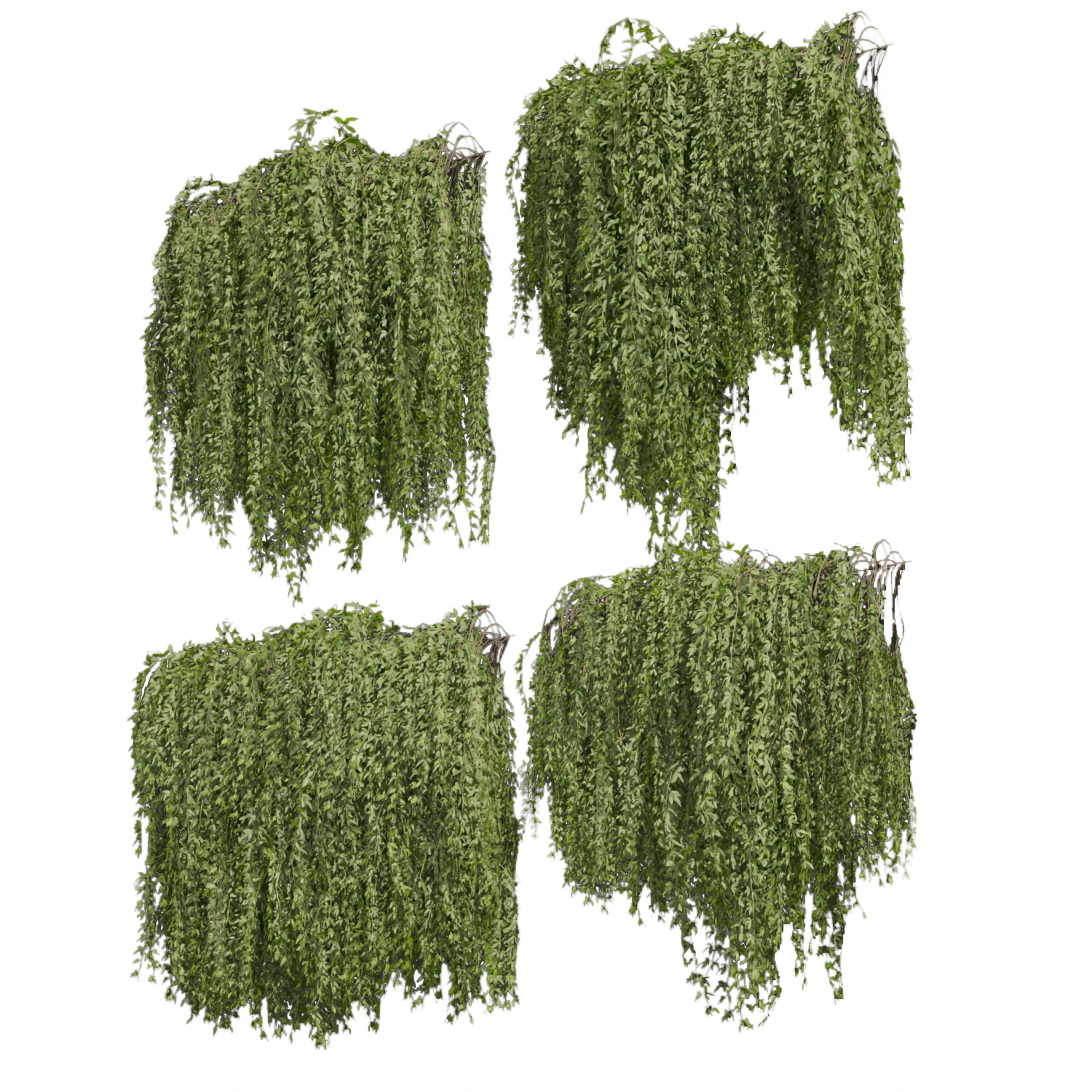 Collection plant vol 486 - outdoor - leaf - fitowall - ivy 3D Model .c4d .max .obj .3ds .fbx .stl .blend 