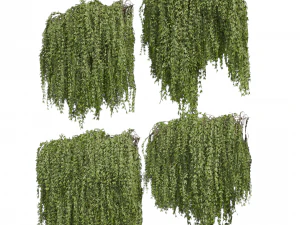 Collection plant vol 486 - outdoor - leaf - fitowall - ivy 3D Model