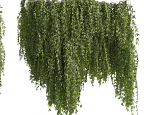 Collection plant vol 486 - outdoor - leaf - fitowall - ivy Modelo 3D