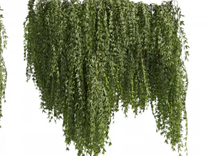 Collection plant vol 486 - outdoor - leaf - fitowall - ivy 3D Model