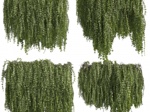 Collection plant vol 486 - outdoor - leaf - fitowall - ivy Modelo 3D