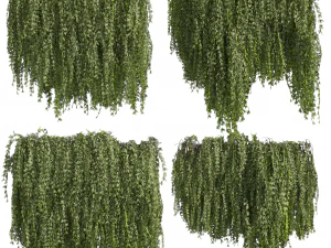 Collection plant vol 486 - outdoor - leaf - fitowall - ivy 3D Model