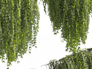 Collection plant vol 486 - outdoor - leaf - fitowall - ivy 3D Model