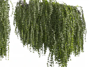 Collection plant vol 486 - outdoor - leaf - fitowall - ivy 3D Model