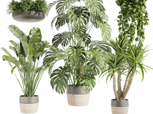Collection plant vol 489 - hanging- palm - banana - monstera 3D 모델