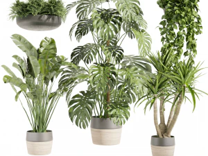 Cole&ccedil;&atilde;o planta vol 489 - palmeira-pendurada - banana - monstera Modelo 3D