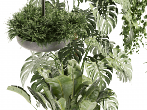 Collection plant vol 489 - hanging- palm - banana - monstera Model 3D