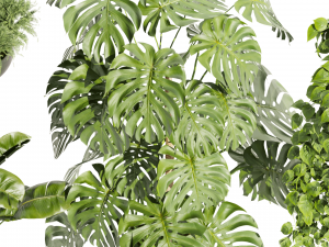 Collection plant vol 489 - hanging- palm - banana - monstera Model 3D