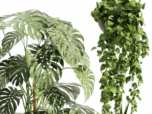 Collection plant vol 489 - hanging- palm - banana - monstera Model 3D