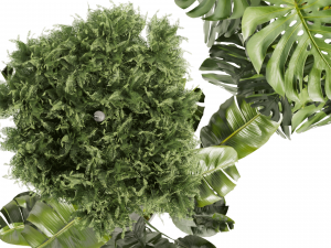 Collection plant vol 489 - hanging- palm - banana - monstera Model 3D