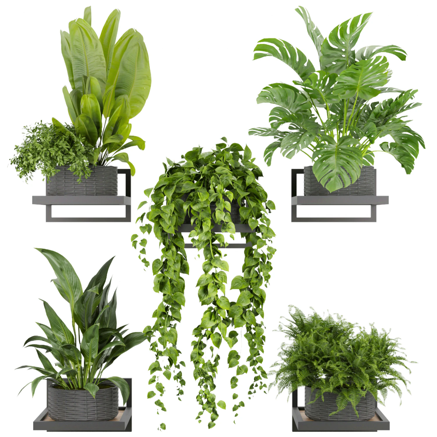 Collection plant vol 490 - hanging- palm - banana - monstera 3D Model .c4d .max .obj .3ds .fbx .stl .blend 
