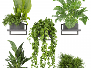 Collection plant vol 490 - hanging- palm - banana - monstera Model 3D
