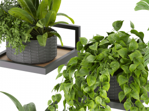 Collection plant vol 490 - hanging- palm - banana - monstera 3D Модель