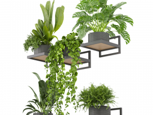 Collection plant vol 490 - hanging- palm - banana - monstera 3D Модель