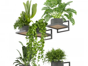 Collection plant vol 490 - hanging- palm - banana - monstera 3D Model