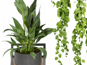 Collection plant vol 490 - hanging- palm - banana - monstera 3D Модель