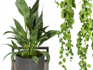 Collection plant vol 490 - hanging- palm - banana - monstera 3D Model