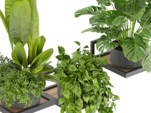Collection plant vol 490 - hanging- palm - banana - monstera 3D Model