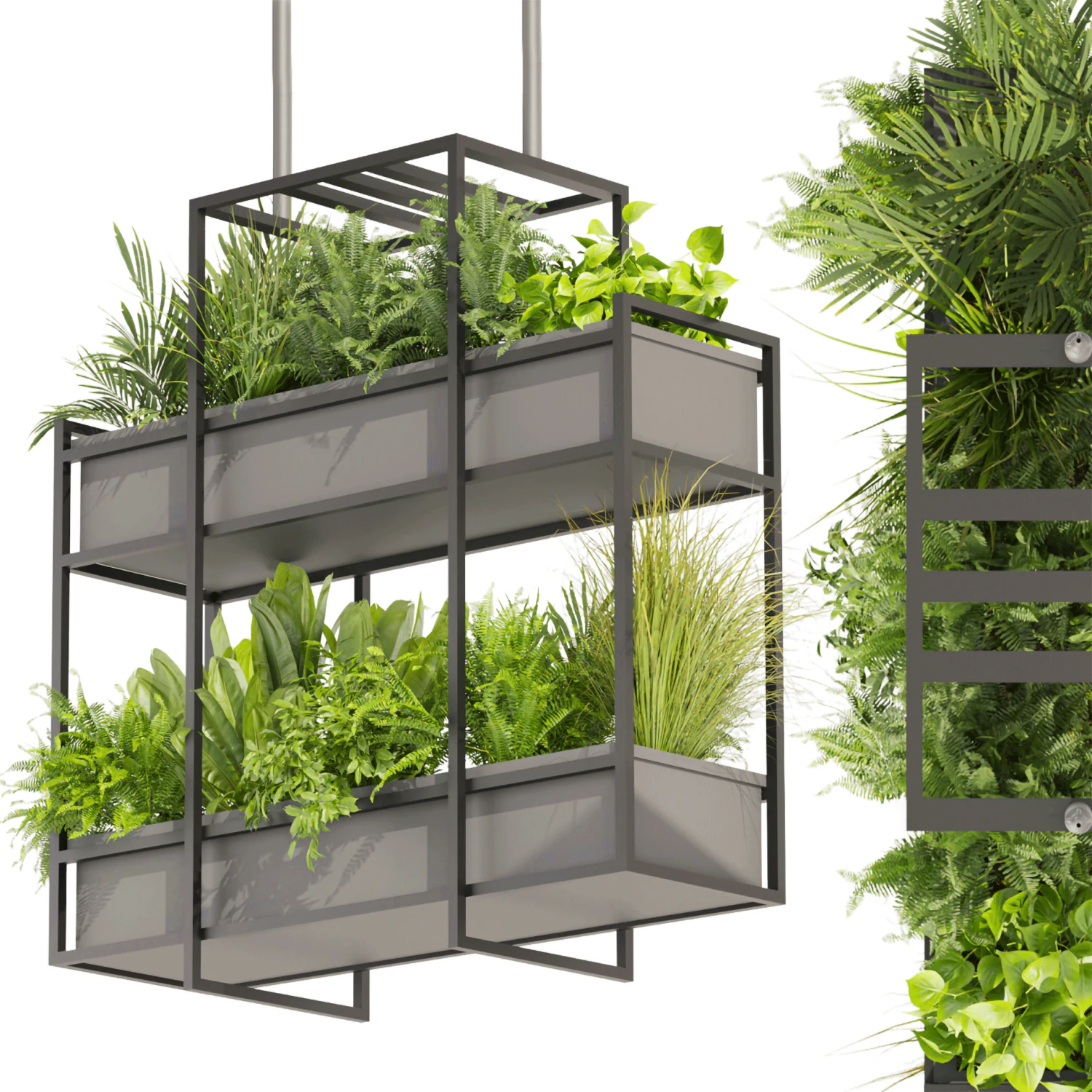 Collection plant vol 491 - hanging - bush - ampelous 3D Model .c4d .max .obj .3ds .fbx .stl .blend 