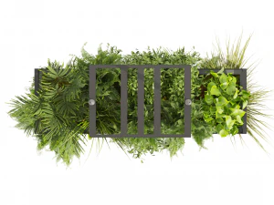 Collection plant vol 491 - hanging - bush - ampelous 3D Model
