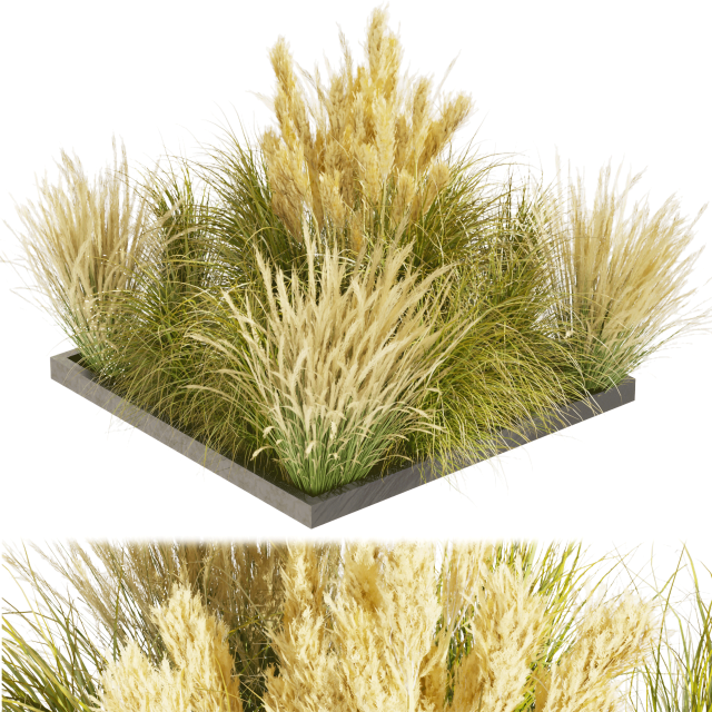 Collection plant vol 492 - grass - Switchgrass - Northwind - outdoor 3D Модель .c4d .max .obj .3ds .fbx .stl .blend 