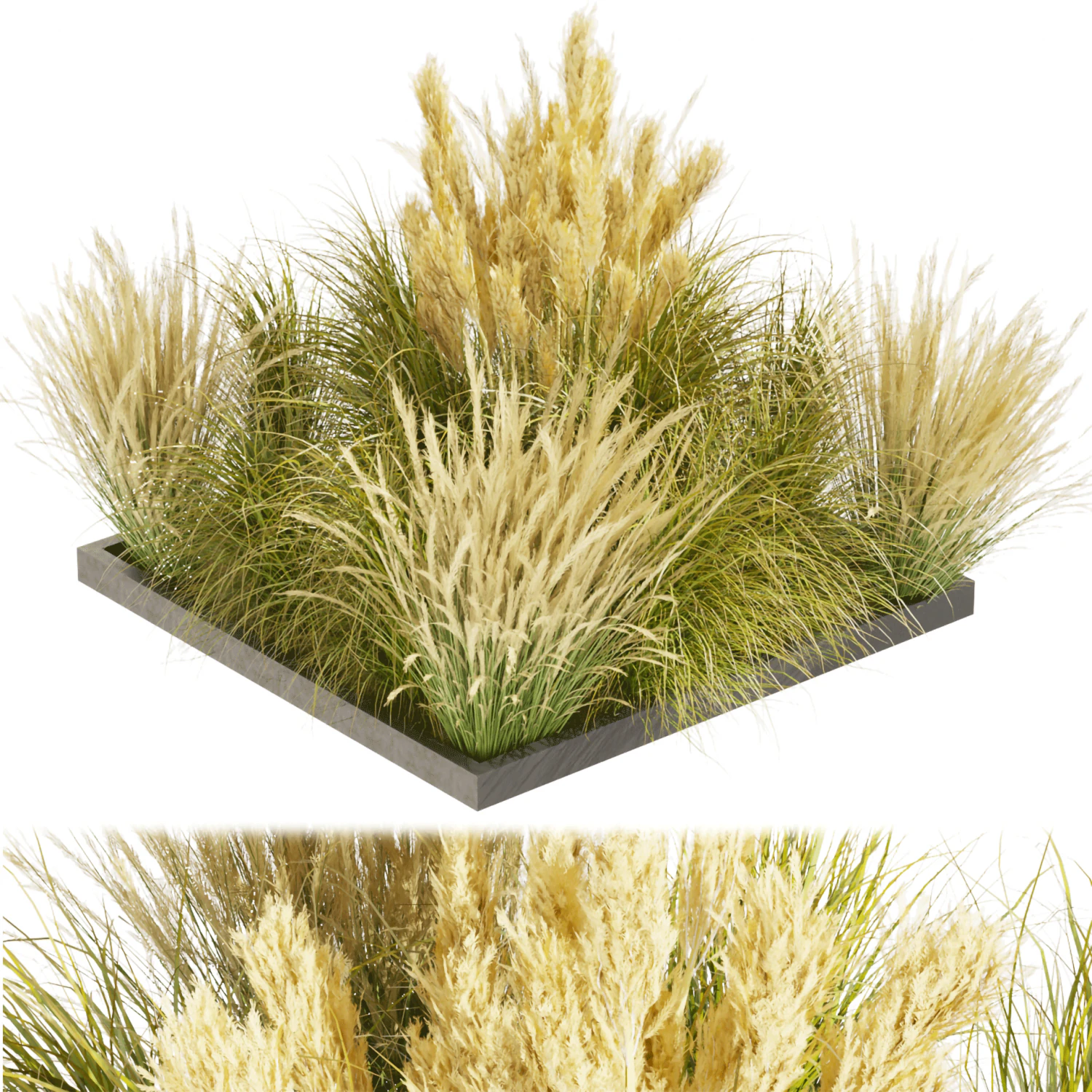 Collection plant vol 492 - grass - Switchgrass - Northwind - outdoor 3D Model .c4d .max .obj .3ds .fbx .stl .blend 