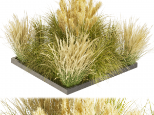 Collection plant vol 492 - grass - Switchgrass - Northwind - outdoor 3D-Modell