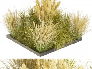 Roślina zbierająca vol. 492 - trawa - Switchgrass - Northwind - na zewnątrz Model 3D