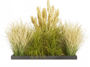 Collection plant vol 492 - grass - Switchgrass - Northwind - outdoor 3D Модель