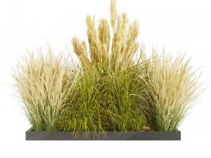 Collection plant vol 492 - grass - Switchgrass - Northwind - outdoor 3D Model