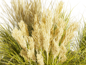 Collection plant vol 492 - grass - Switchgrass - Northwind - outdoor 3D Модель