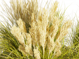 Collection plant vol 492 - grass - Switchgrass - Northwind - outdoor 3D Model