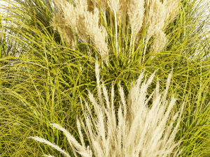 Collection plant vol 492 - grass - Switchgrass - Northwind - outdoor 3D Модель