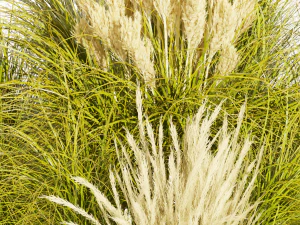 Collection plant vol 492 - grass - Switchgrass - Northwind - outdoor 3D Model