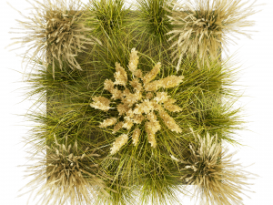 Collection plant vol 492 - grass - Switchgrass - Northwind - outdoor 3D Модель