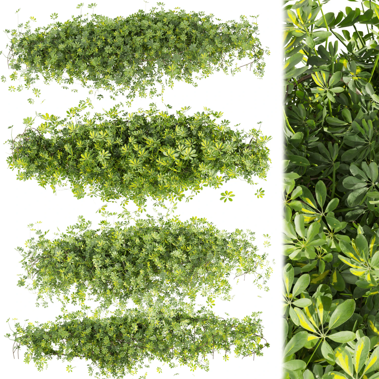 Collection plant vol 494 - Outdoor - bush - ivy - Schefflera 3D Model .c4d .max .obj .3ds .fbx .stl .blend 