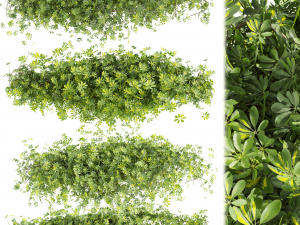 Collection plant vol 494 - Outdoor - bush - ivy - Schefflera 3Dモデル