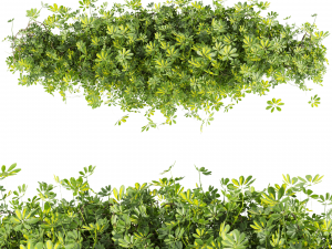 Collection plant vol 494 - Outdoor - bush - ivy - Schefflera 3D Model