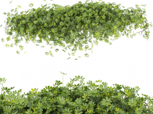 Collection plant vol 494 - Outdoor - bush - ivy - Schefflera 3D Model