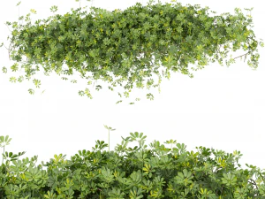Collection plant vol 494 - Outdoor - bush - ivy - Schefflera 3D Model